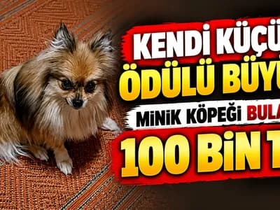 Kendi Küçük, Ödülü Büyük: Minik Köpeği Bulana 100 Bin TL!