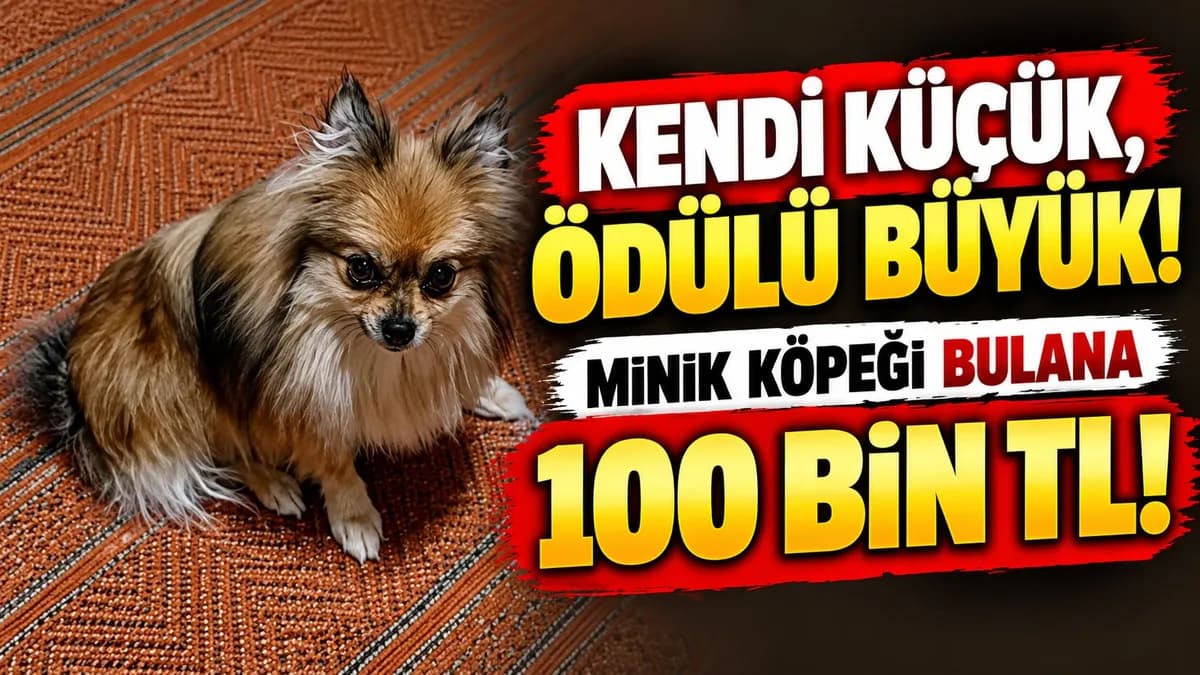 Kendi Küçük, Ödülü Büyük: Minik Köpeği Bulana 100 Bin TL!